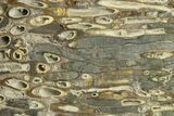 Polished Fossil Teredo (Shipworm Bored) Wood - England #289788-1